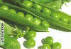 Frozen Green Peas from AVII ENTERPRISES, MUMBAI, INDIA