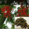 Gulmohar seeds  (Delonix regia) from GREENFIELD AGRO FORESTRY PRODUCTS, JABALPUR, INDIA