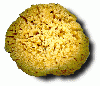 SEA SPONGE from HEERA AGENCES, CHENNAI, INDIA