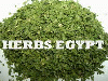 parsley from HERBS EGYPT, CAIRO, EGYPT